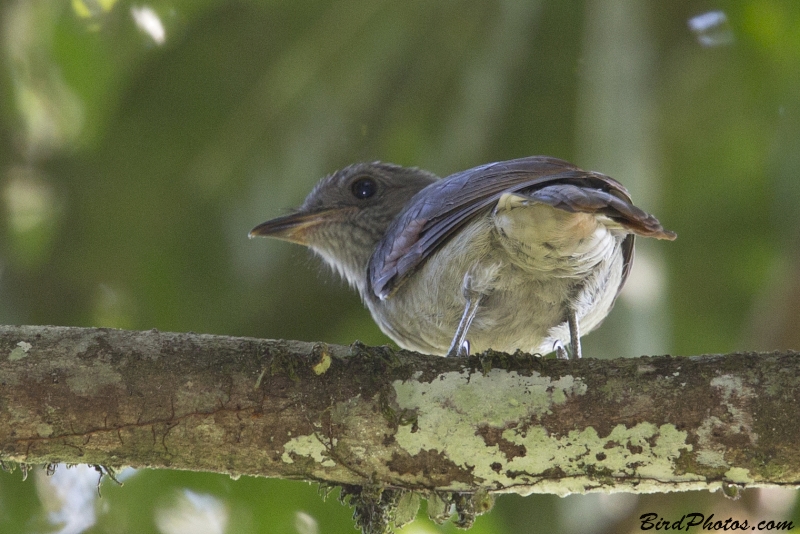 Greyish Mourner