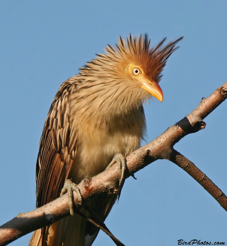 Guira Cuckoo