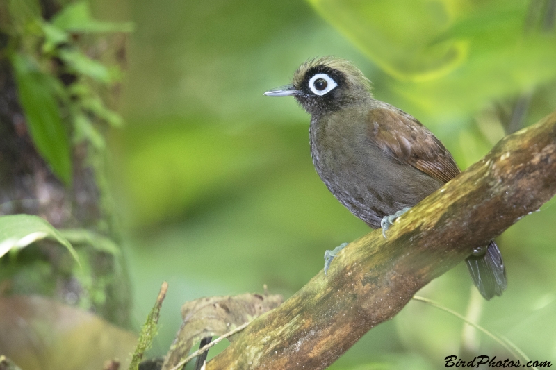 Hairy-crested Antbird