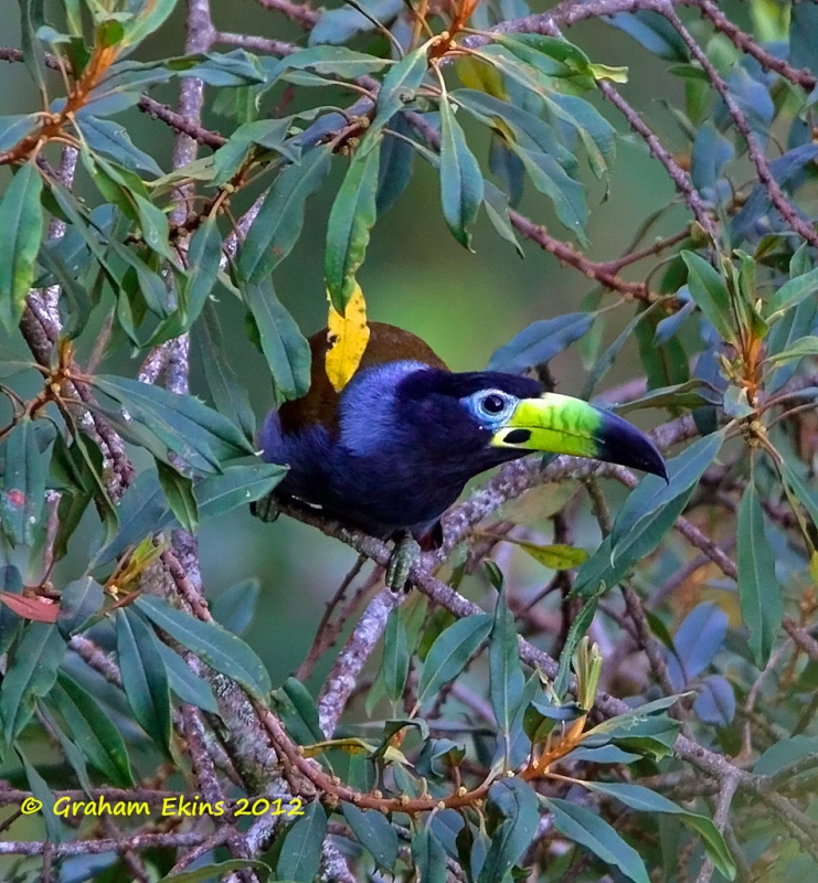 Hooded Mountain Toucan