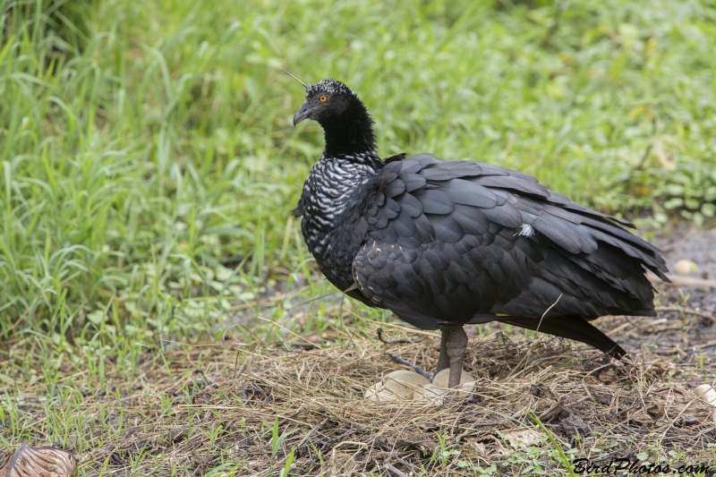 Horned Screamer