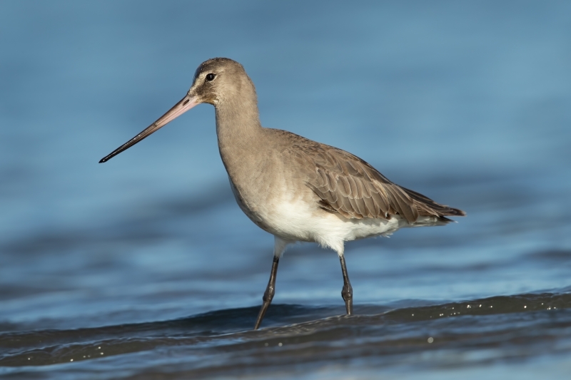 Hudsonian Godwit