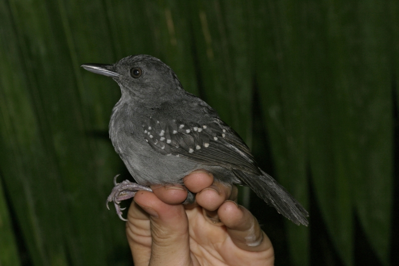 Humaita Antbird