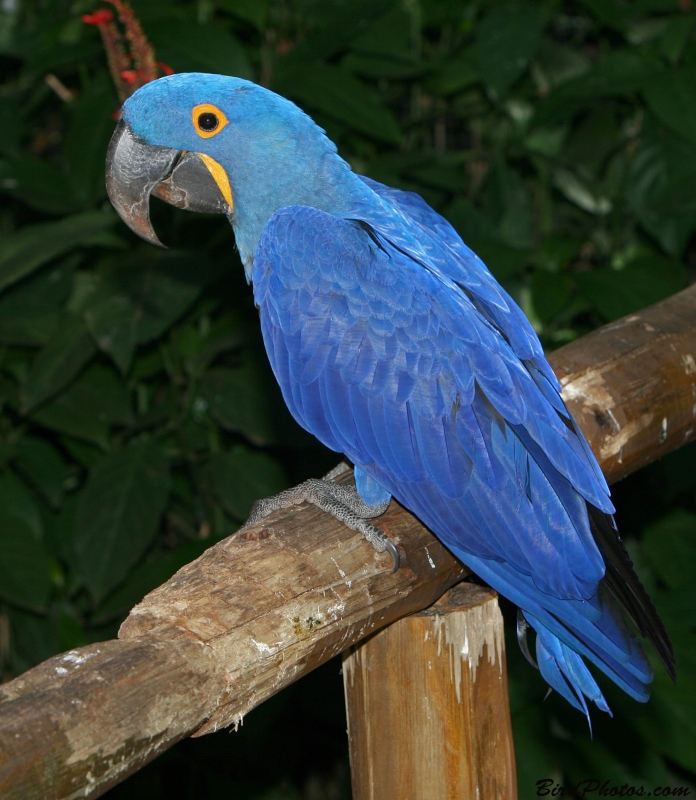 Hyacinth Macaw