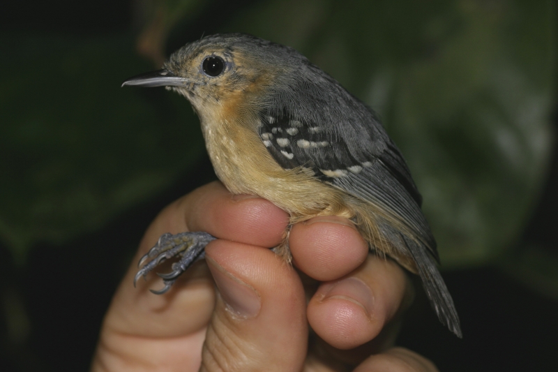 Ihering's Antwren