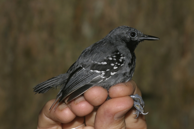 Ihering's Antwren