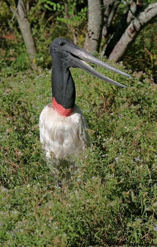 Jabiru