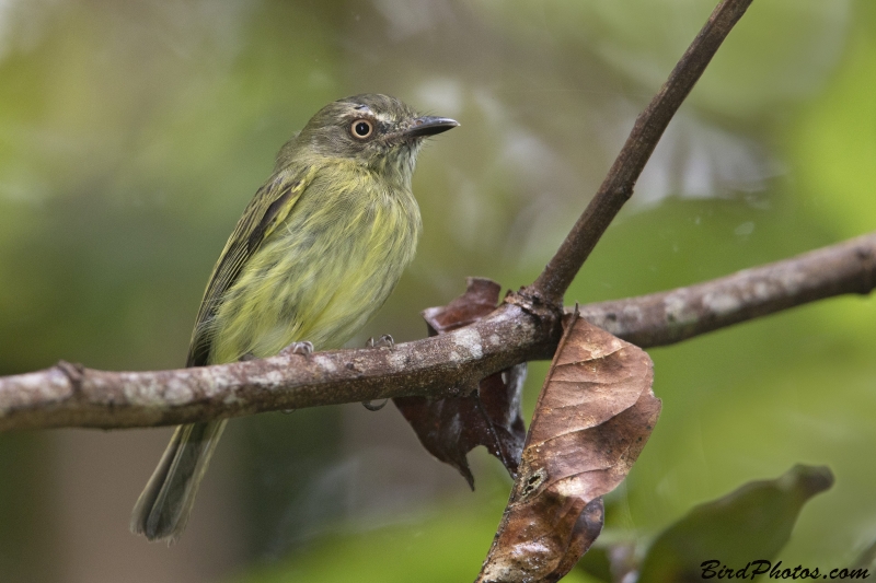 Johannes's Tody-Tyrant