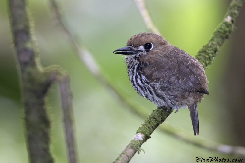 Lanceolated Monklet