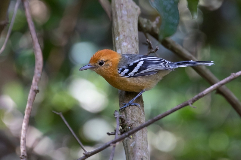 Large-billed Antwren