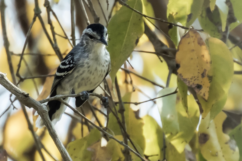 Large-billed Antwren