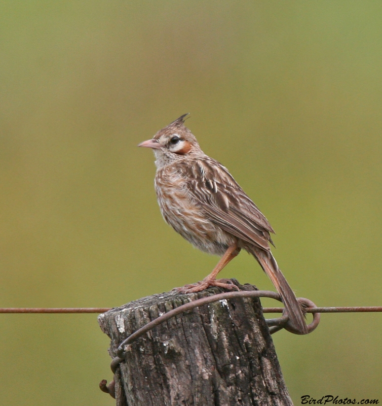 Lark-like Brushrunner