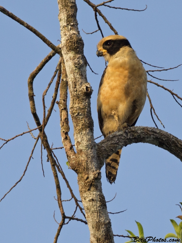 Laughing Falcon