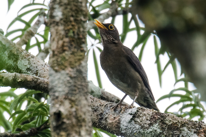 Lawrence's Thrush