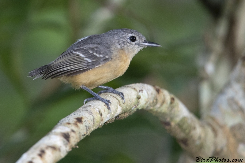 Leaden Antwren