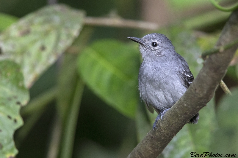 Leaden Antwren