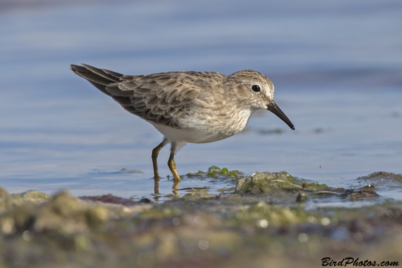 Least Sandpiper