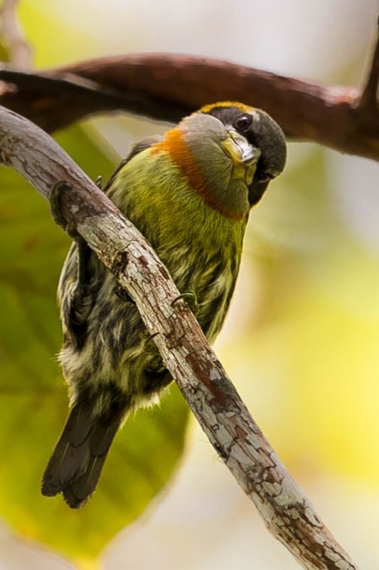 Lemon-throated Barbet