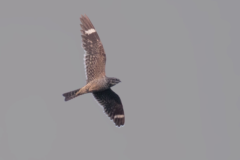 Lesser Nighthawk