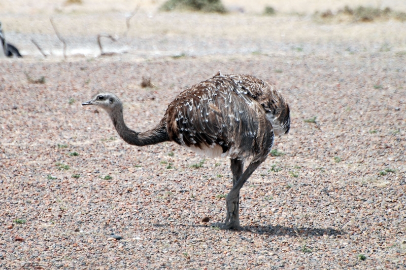 Lesser Rhea