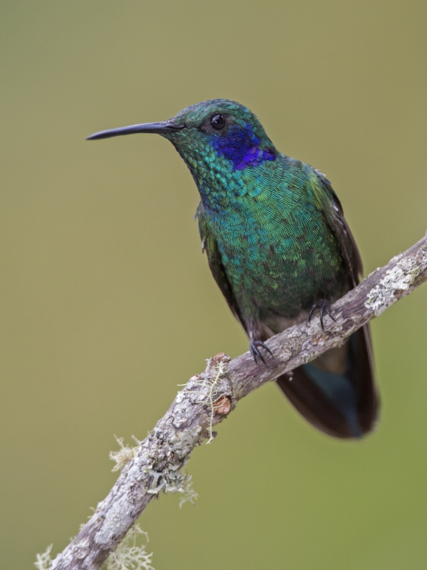 Lesser Violetear