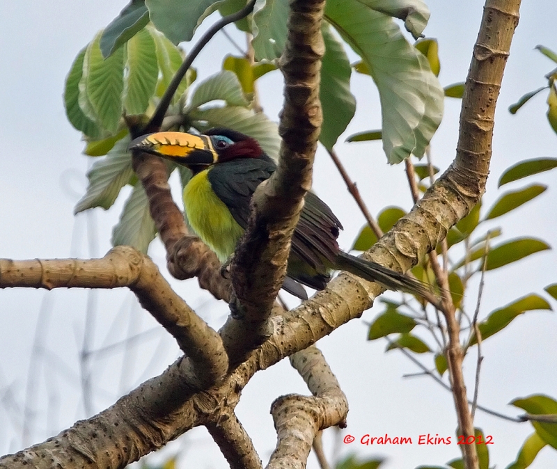 Lettered Aracari