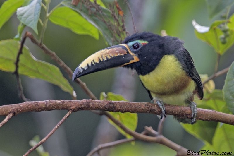 Lettered Aracari