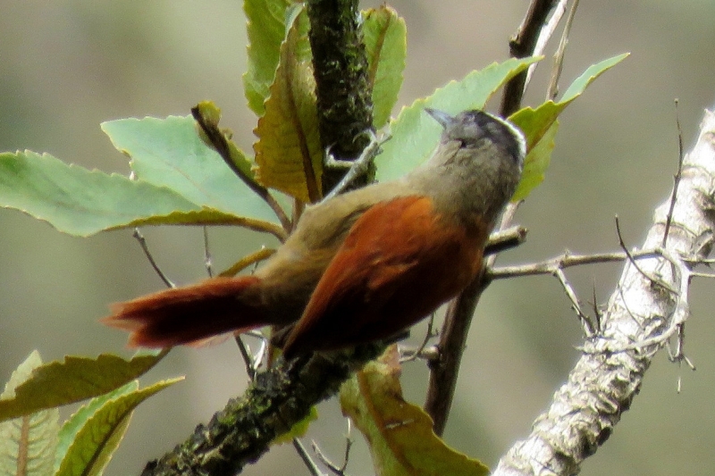 Light-crowned Spinetail