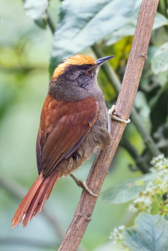 Light-crowned Spinetail