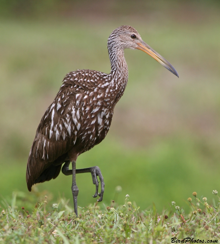 Limpkin