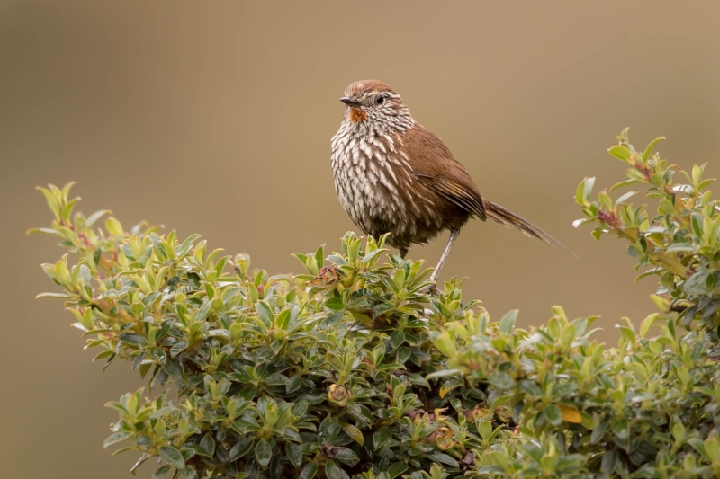 Line-fronted Canastero