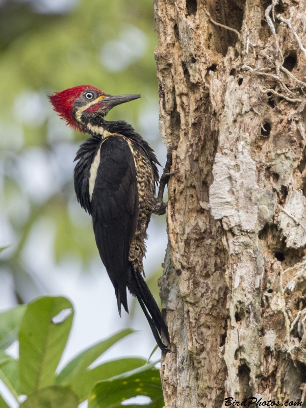 Lineated Woodpecker