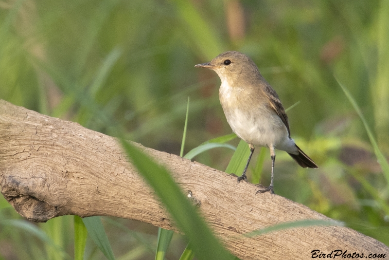 Little Ground Tyrant