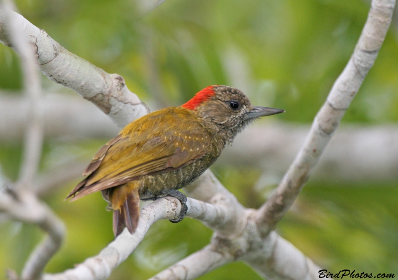 Little Woodpecker