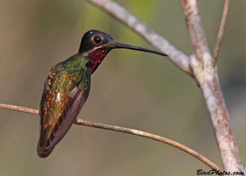 Long-billed Starthroat