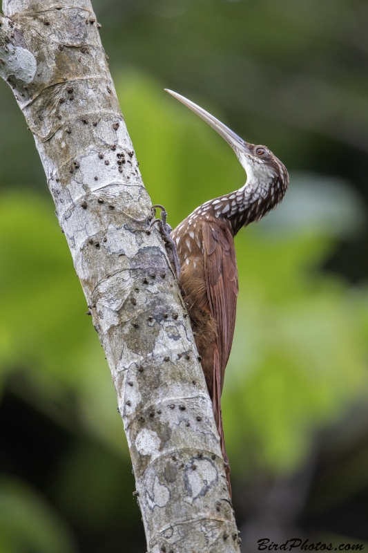 Long-billed Woodcreeper