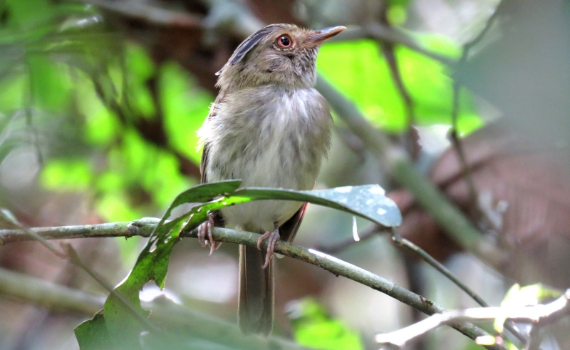 Long-crested Pygmy Tyrant