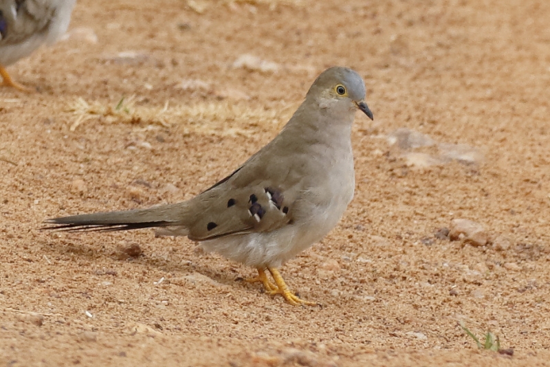 Long-tailed Ground Dove