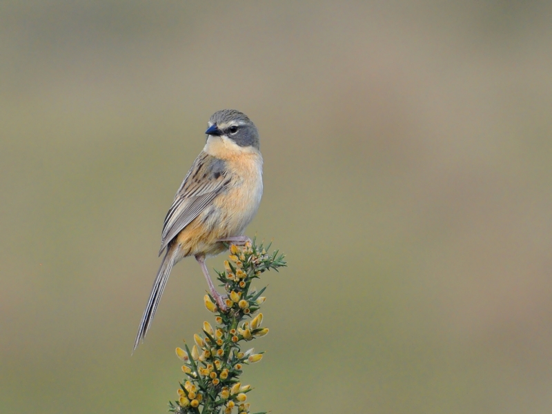 Long-tailed Reed Finch