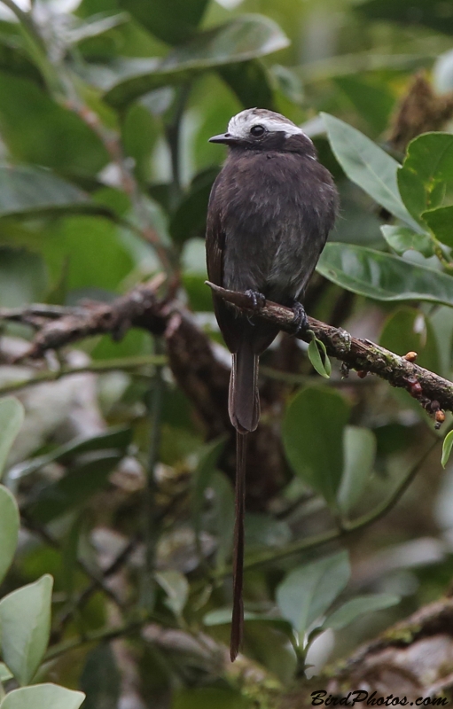 Long-tailed Tyrant