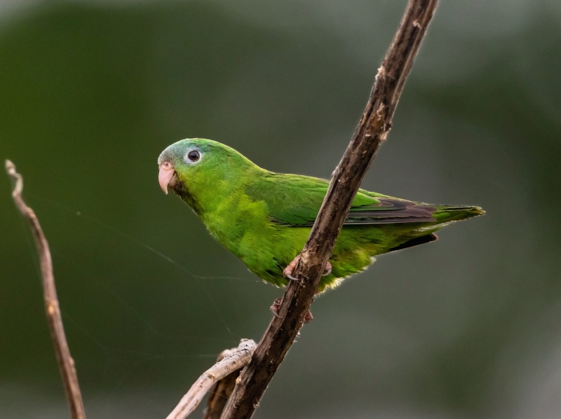 Manu Parrotlet