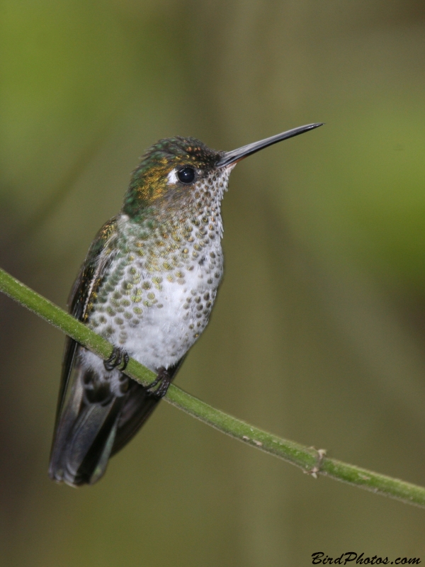 Many-spotted Hummingbird