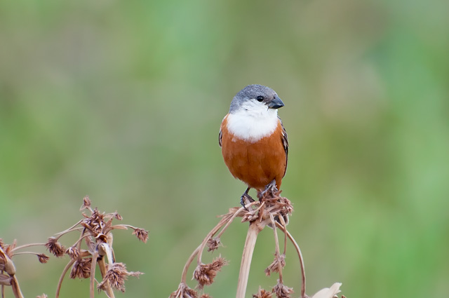 Marsh Seedeater