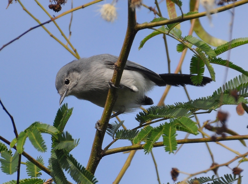 Masked Gnatcatcher