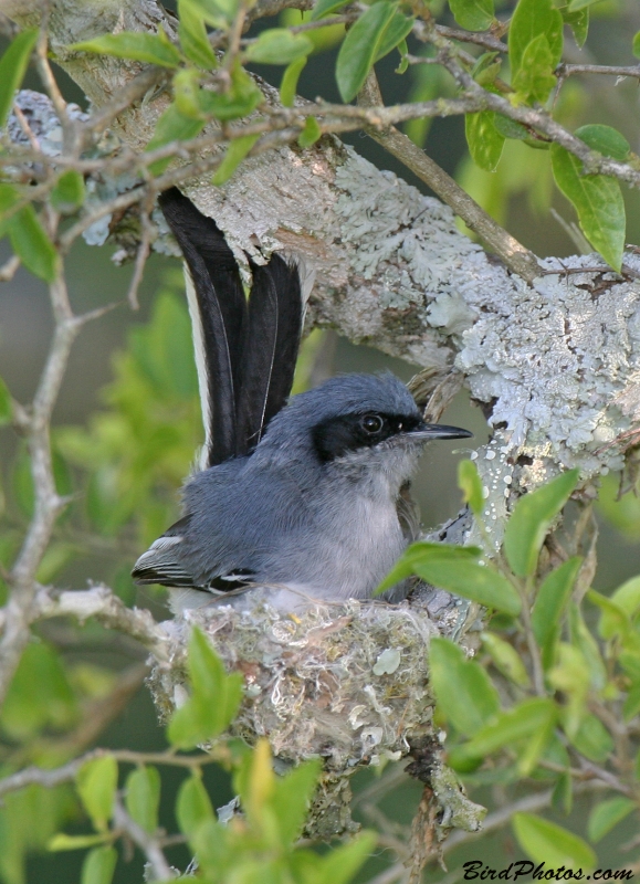 Masked Gnatcatcher