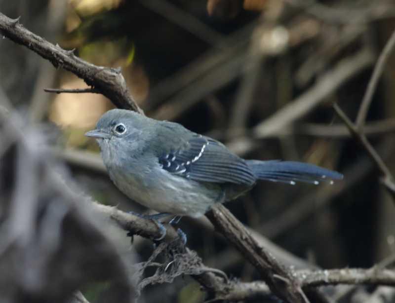 Mato Grosso Antbird