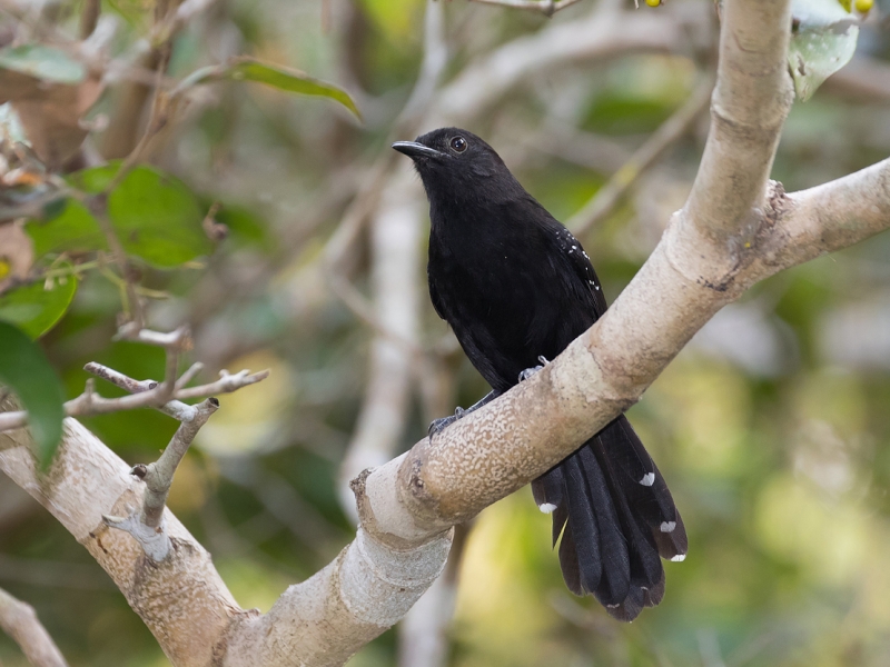 Mato Grosso Antbird