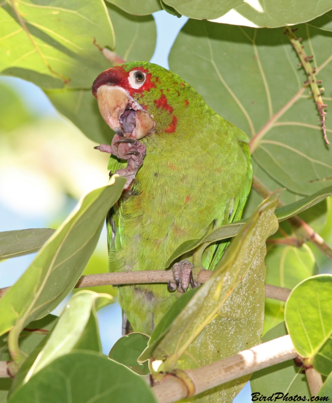 Mitred Parakeet