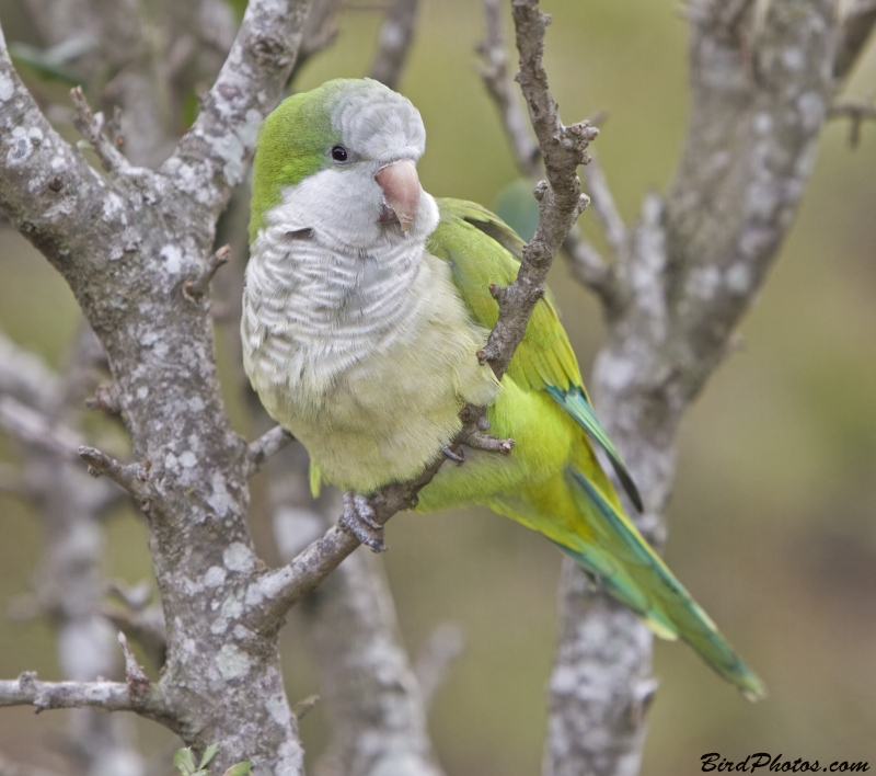 Monk Parakeet