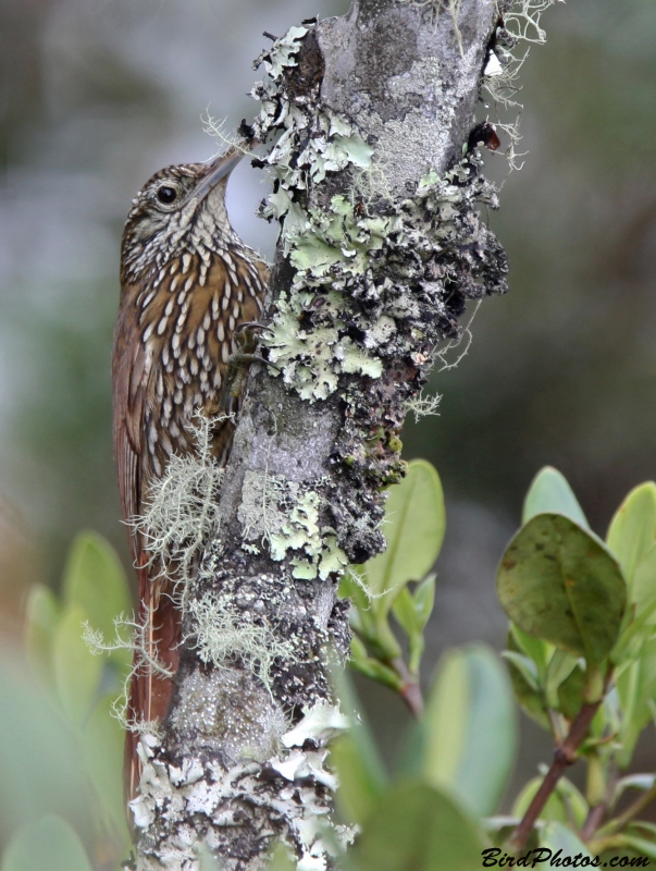 Montane Woodcreeper